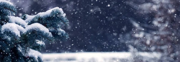 Zimowy Las Podczas Opadów Śniegu Śnieżną Gałązką Świerkową Ciemnym Tle — Zdjęcie stockowe