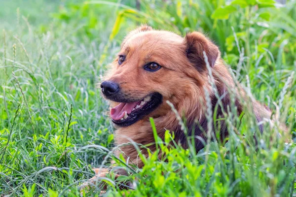 Yeşil Çimenlerde Uzanmış Ağzı Açık Sevimli Tüylü Bir Köpek — Stok fotoğraf