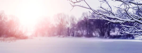 Зимний Пейзаж Снежной Веткой Деревьев Реки Закате — стоковое фото