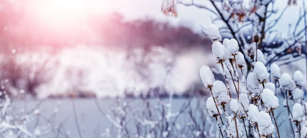 Téli Táj Havas Növényekkel Folyó Közelében Naplementekor — Stock Fotó