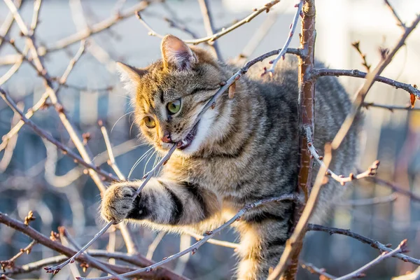 木の上の庭の面白い縞模様の猫は枝を無視します — ストック写真