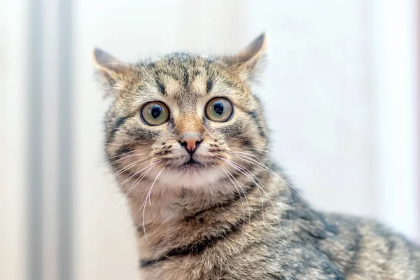 Gato Divertido Con Grandes Ojos Redondos Sobre Fondo Claro —  Fotos de Stock