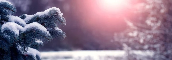 Paisagem Inverno Com Ramo Abeto Nevado Uma Floresta Inverno Pôr — Fotografia de Stock