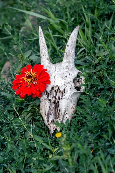 Flower Grows Goat Skull Goat Skull Red Flower Grass — Stock fotografie