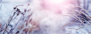 Kışın güneşli havada buzla kaplı bitkilerin kuru dalları. Buzlar eriyip donarken kışın