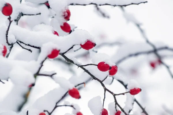 Pokryty Śniegiem Krzak Róży Czerwonymi Jagodami Zimie — Zdjęcie stockowe