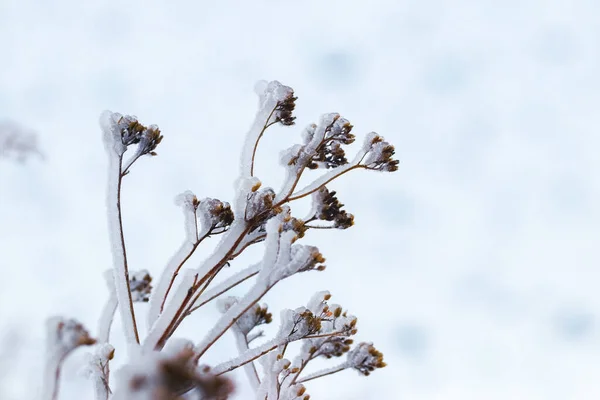 Piante Secche Coperte Ghiaccio Una Mattina Inverno Uno Sfondo Leggero — Foto Stock