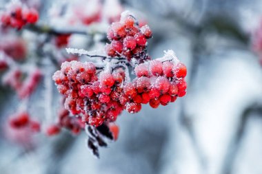 Frost-covered red rowan berries on a tree in winter