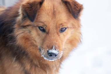 Big brown fluffy dog with snow-covered snout, dog portrait close up