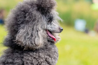 Gri tüylü kaniş, açık ağızlı ve dostane bakışlı, komik bir köpeğin portresi.