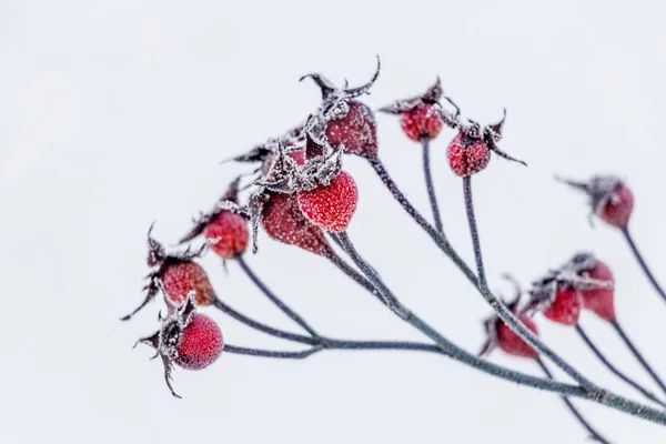 Rosehip Berries Covered Frost Bush Winter Sunny Weather — Stockfoto