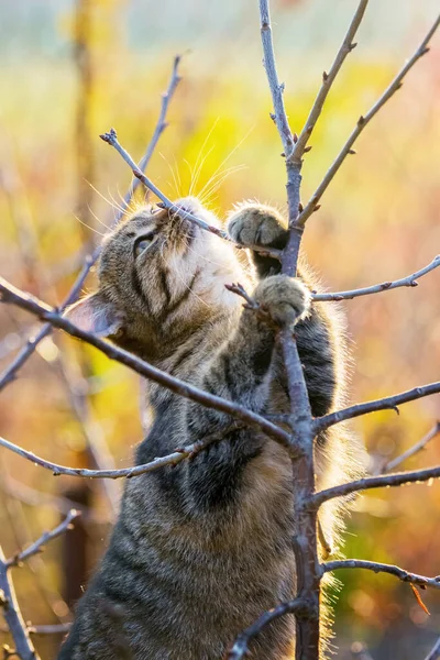 後ろ足に木の上の秋に面白い猫 — ストック写真