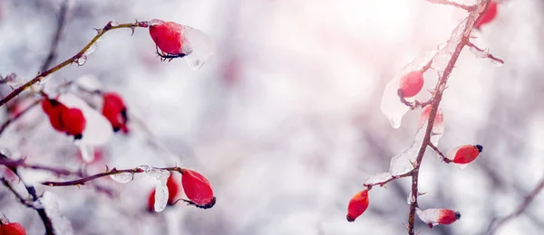 얼음덮인 딸기를 겨울에 — 스톡 사진