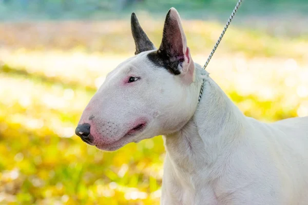 Boğa Teriyeri Köpek Portresi Profili Yakın Çekimde — Stok fotoğraf