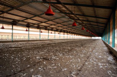 kuş gribi salgını