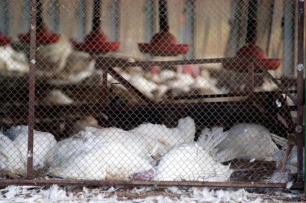 Éclosion de grippe aviaire — Photo