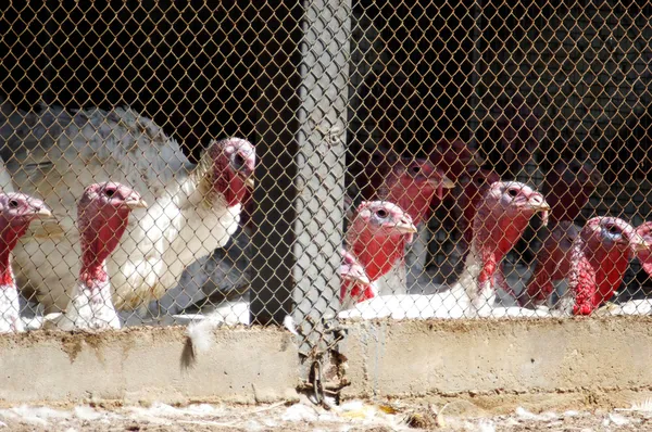 Surto de gripe aviária — Fotografia de Stock