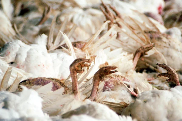 Vogels griep uitbraak — Stockfoto