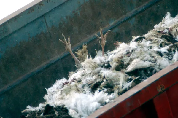 Vogels griep uitbraak — Stockfoto