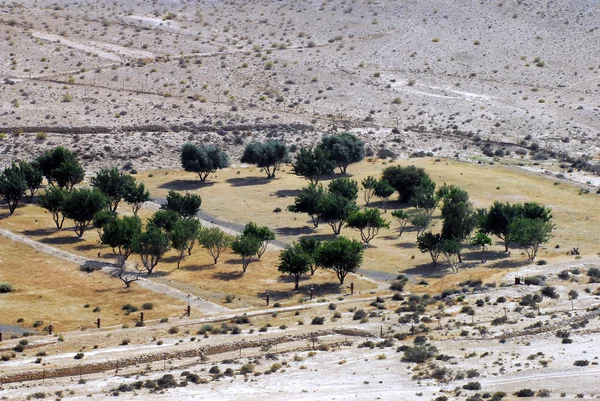 Fotos de viagem Israel - Deserto de Negev — Fotografia de Stock