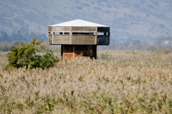 Природа и дикая жизнь Израиля - озеро Хула — стоковое фото
