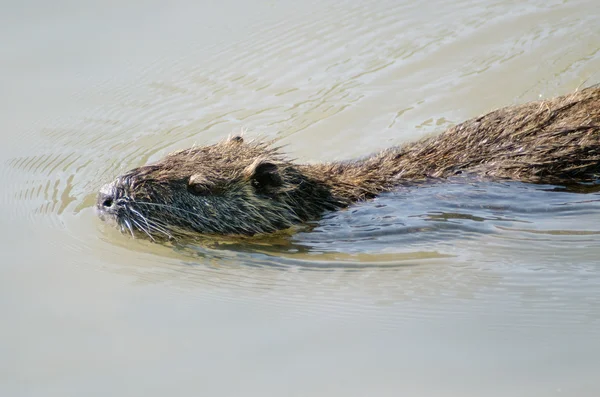 Israël natuur en dieren in het wild - lake hula — Stockfoto