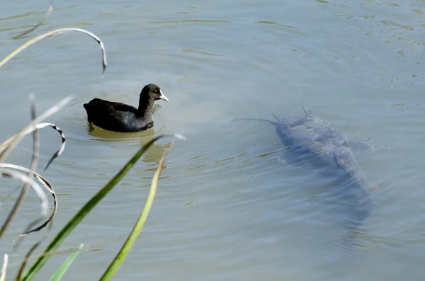 Israel Naturaleza y Vida Silvestre - Lago Hula — Foto de Stock