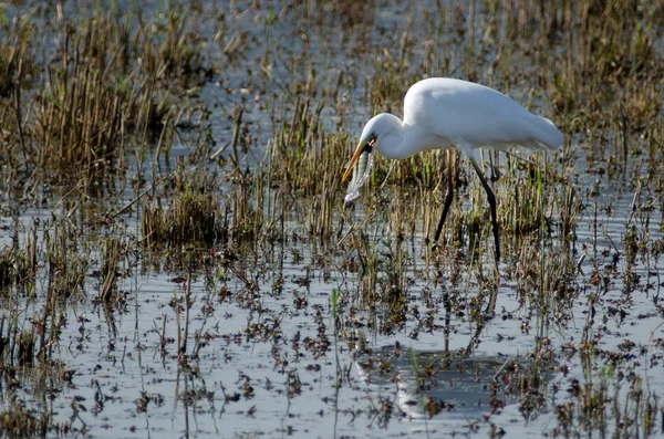 Israel natur och djurliv - sjön hula — Stockfoto