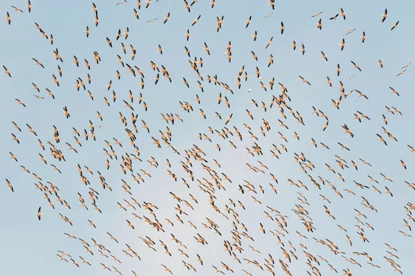 Israel Natura și fauna sălbatică Lacul Hula — Fotografie, imagine de stoc