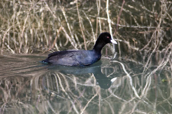 Israël natuur en dieren in het wild - lake hula — Stockfoto