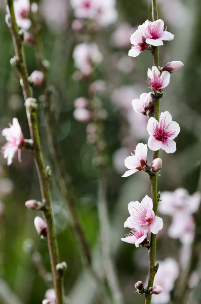 Pink plum tree flowers blossom — Stock Photo, Image