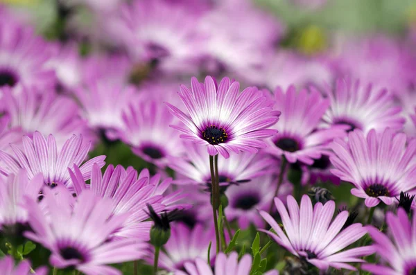 Pink daisy blommor — Stockfoto