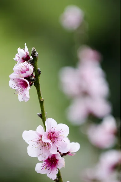 Ροζ δαμάσκηνο δέντρο λουλούδια ανθών — Φωτογραφία Αρχείου