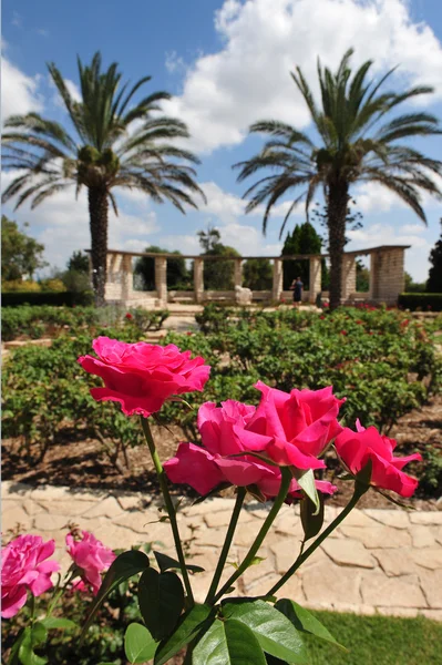 Israel resa foton - zichron yaakov — Stockfoto