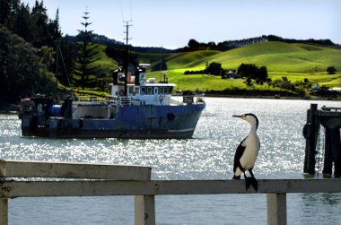 Karabatak Kuşu mangonui Harbor