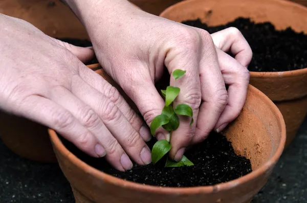 Plantar uma planta — Fotografia de Stock