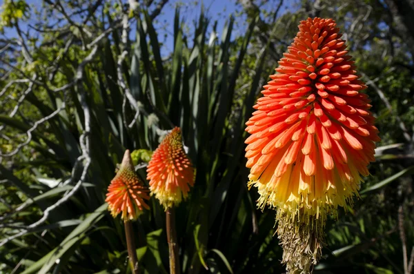 Flor de lírio tocha — Fotografia de Stock