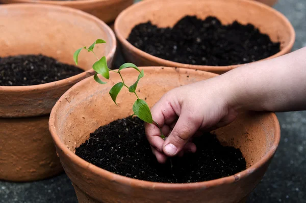 Planting a plant — Stockfoto