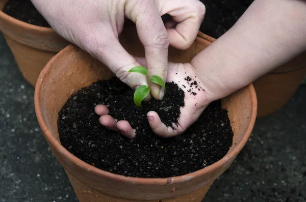 Planting a plant — Stockfoto