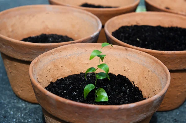 Planting a plant — Stockfoto