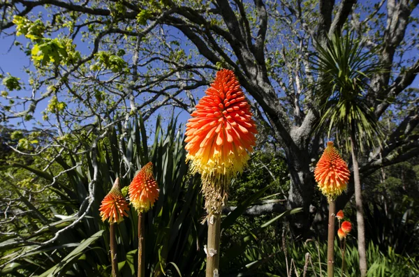 Квітка лілії факел — стокове фото