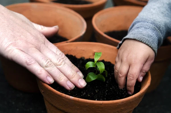 Plantera en växt — Stockfoto