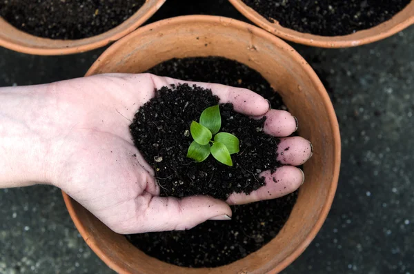 Plantar uma planta — Fotografia de Stock