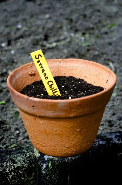 Chilischoten-Sämling — Stockfoto