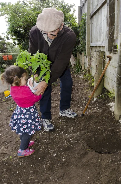 Avô e neto plantando tomate planta — Fotografia de Stock