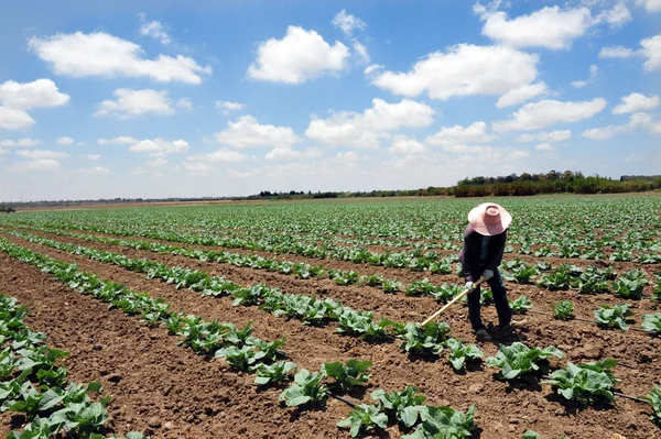 Taylandlı çiftçi — Stok fotoğraf