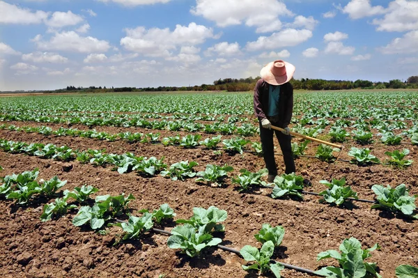 Taylandlı çiftçi — Stok fotoğraf