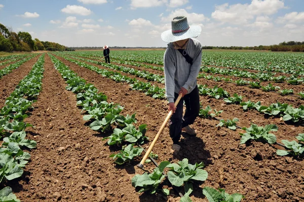 Agricultor tailandês Imagem De Stock