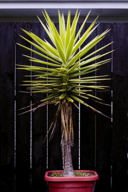Agave kaktüsü tesisi