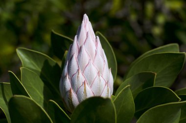 White king protea flower clipart